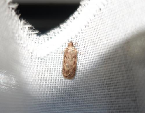 Depressaria sp.